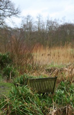 Bench in the wilds