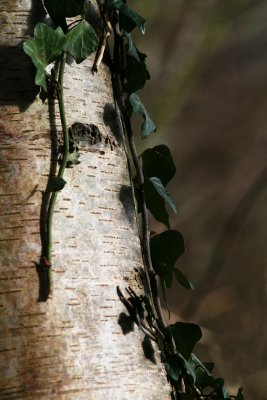 Ivy & Birch