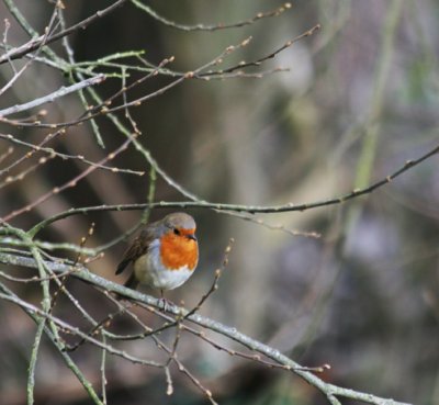 Robin