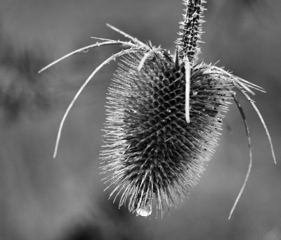 Teasel