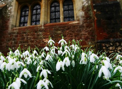 snowdrops & church