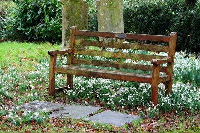 24 February - bench & snowdrops (buzzed!*)