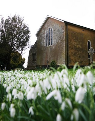 Carpet of snowdrops