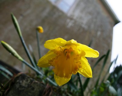 Daff & church