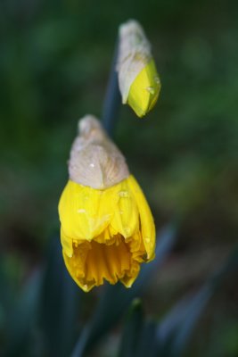 Daffs