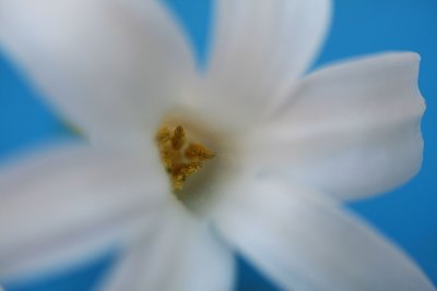 10 March - Hyacinth