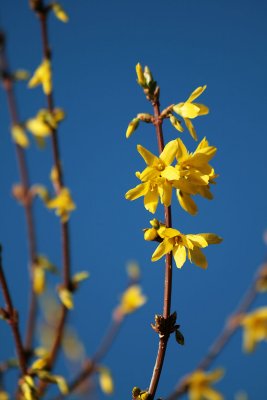 13 March - the colours of spring: blue & yellow!
