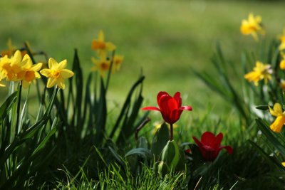 Red amongst yellow