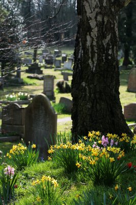 Spring flowers