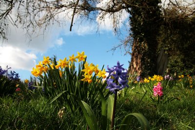 Spring flowers