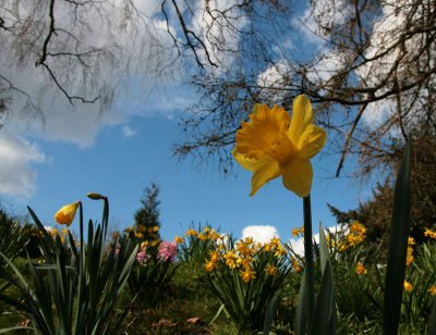 Daff in the sky