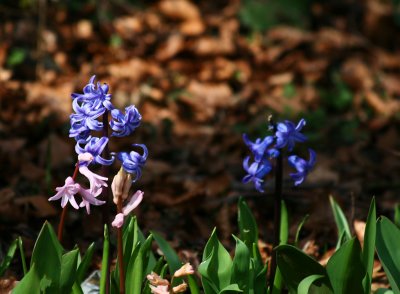 Hyacinths