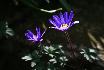 Anemones?