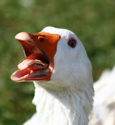 25 March - scarey geese teeth!