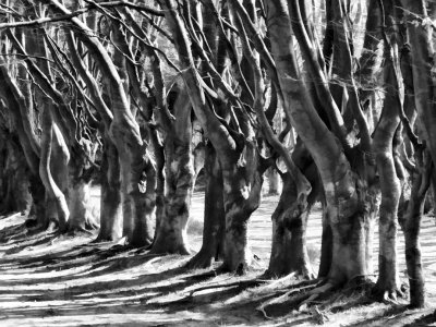 8 April - row of trees