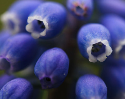 11 April - hyacinth