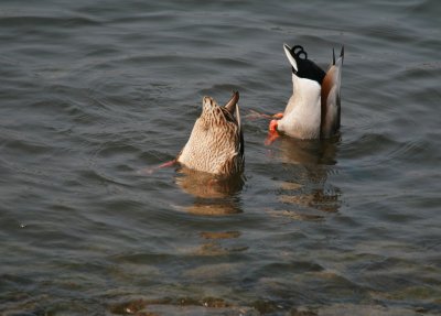 Ducks Bums!