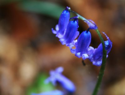 Bluebells, Staffhurst Woods