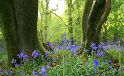 Bluebells, Staffhurst Woods