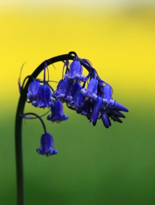 26 April - Bluebells galore!