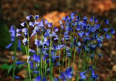 Bluebells, Staffhurst Woods