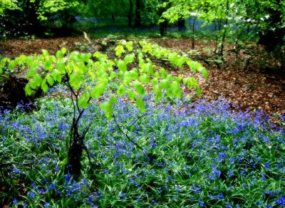 Bluebells, Staffhurst Woods