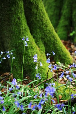 Bluebells, Staffhurst Woods