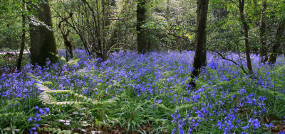 Bluebells, Staffhurst Woods