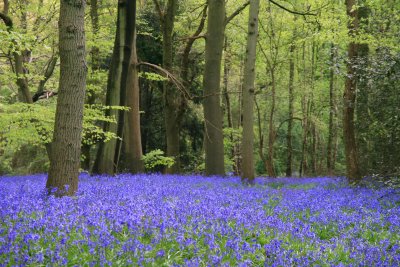 bluebells, Staffhurst Woods