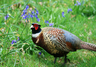 6 May - Pheasant in the bluebells