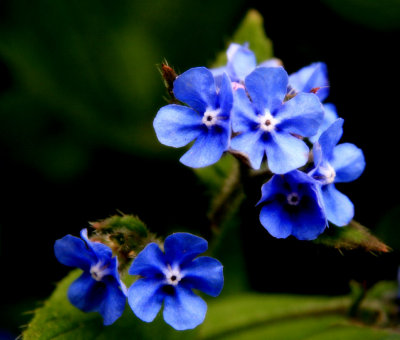 8 May - Forget me Not?