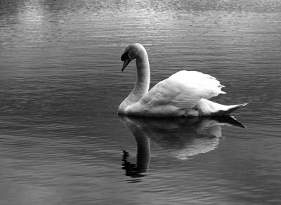 Reflective...