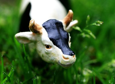 17 May - Thursday Challenge: Cows