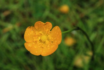 Buttercup