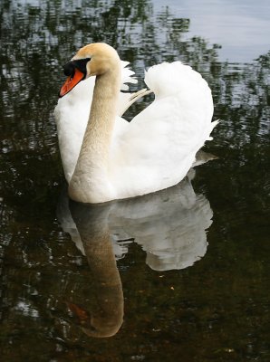 Gliding swan