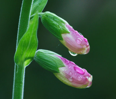 Foxglove-to-be