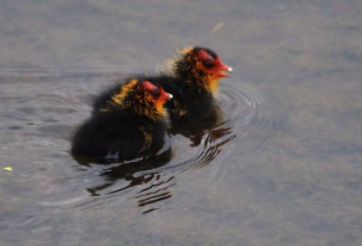 Two little ducks....