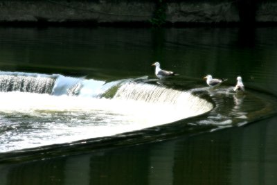 3 birds