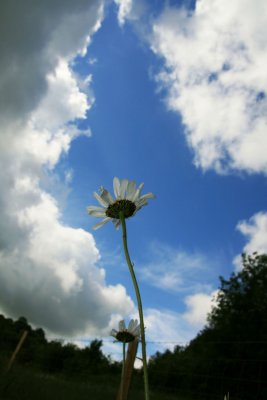 Daisy reaching for the sky