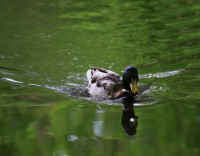 duck