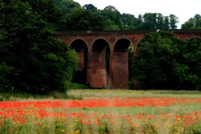 Poppies & train bridge