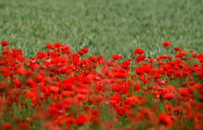 Poppies
