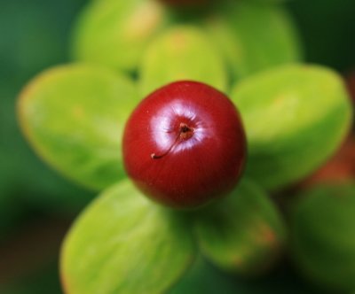 23 June - mini apple