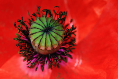 Inside the poppy