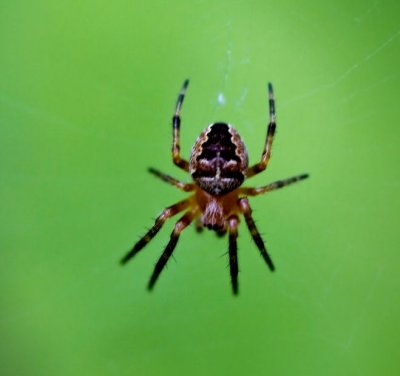 14 July - spider
