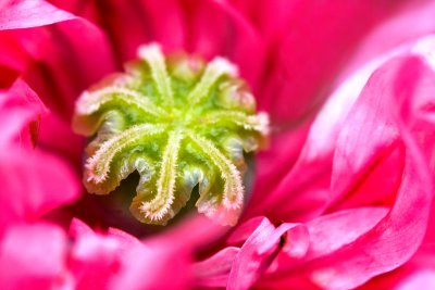 15 July - a few poppy bits