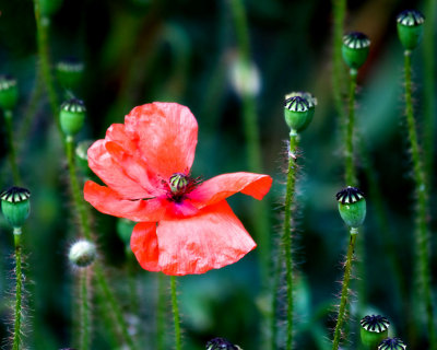 Poppies!