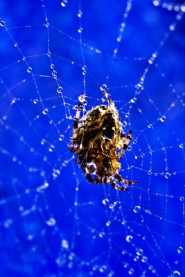 Spider Web Sparkles