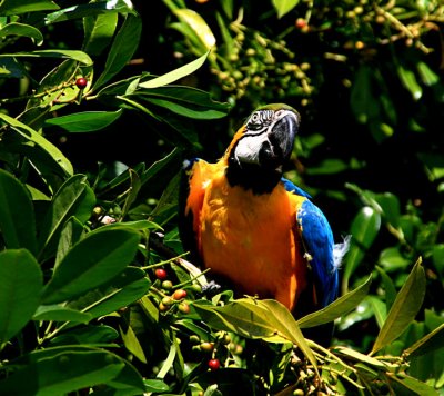 Parrot in a tree