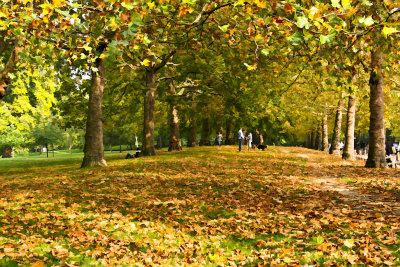 Autumnal colour